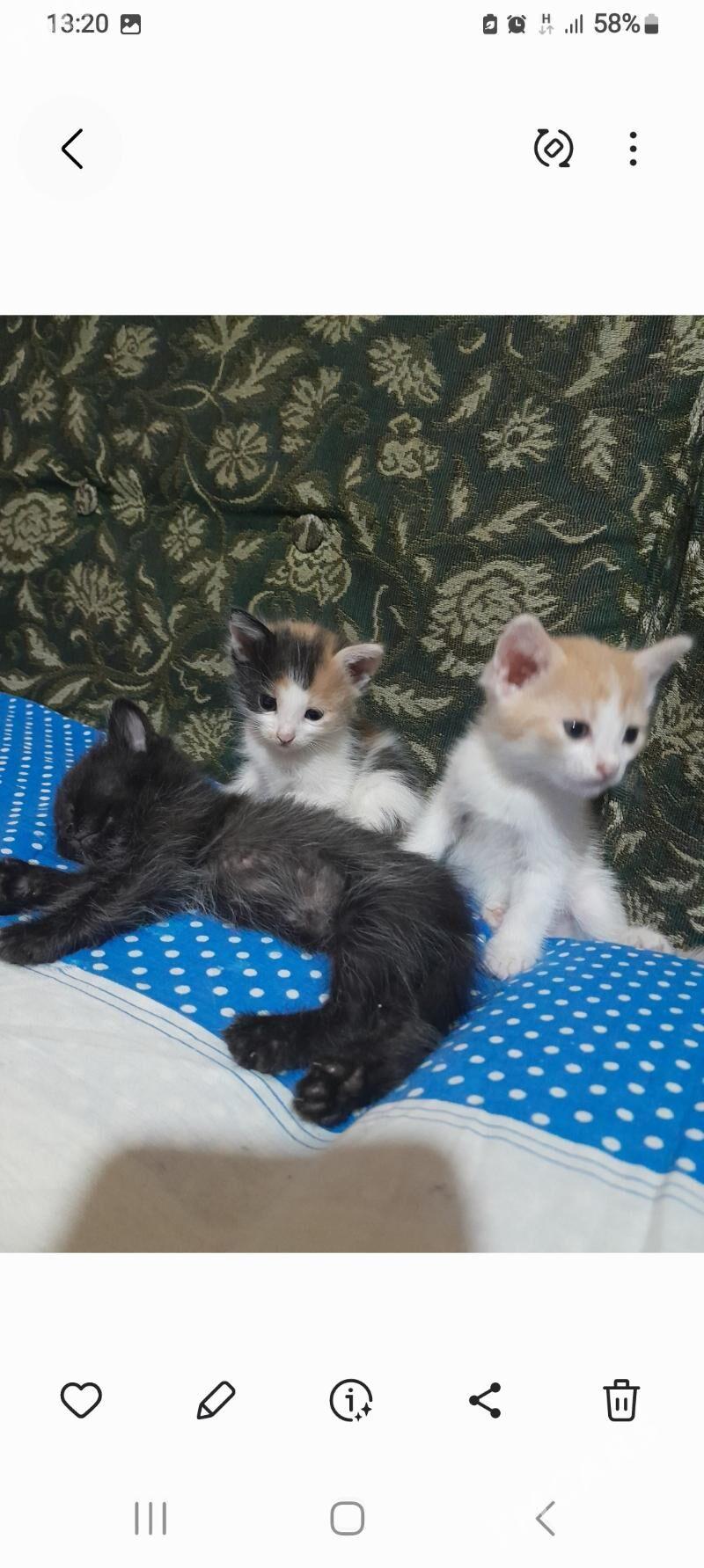 Котята. - Aşgabat - img 4