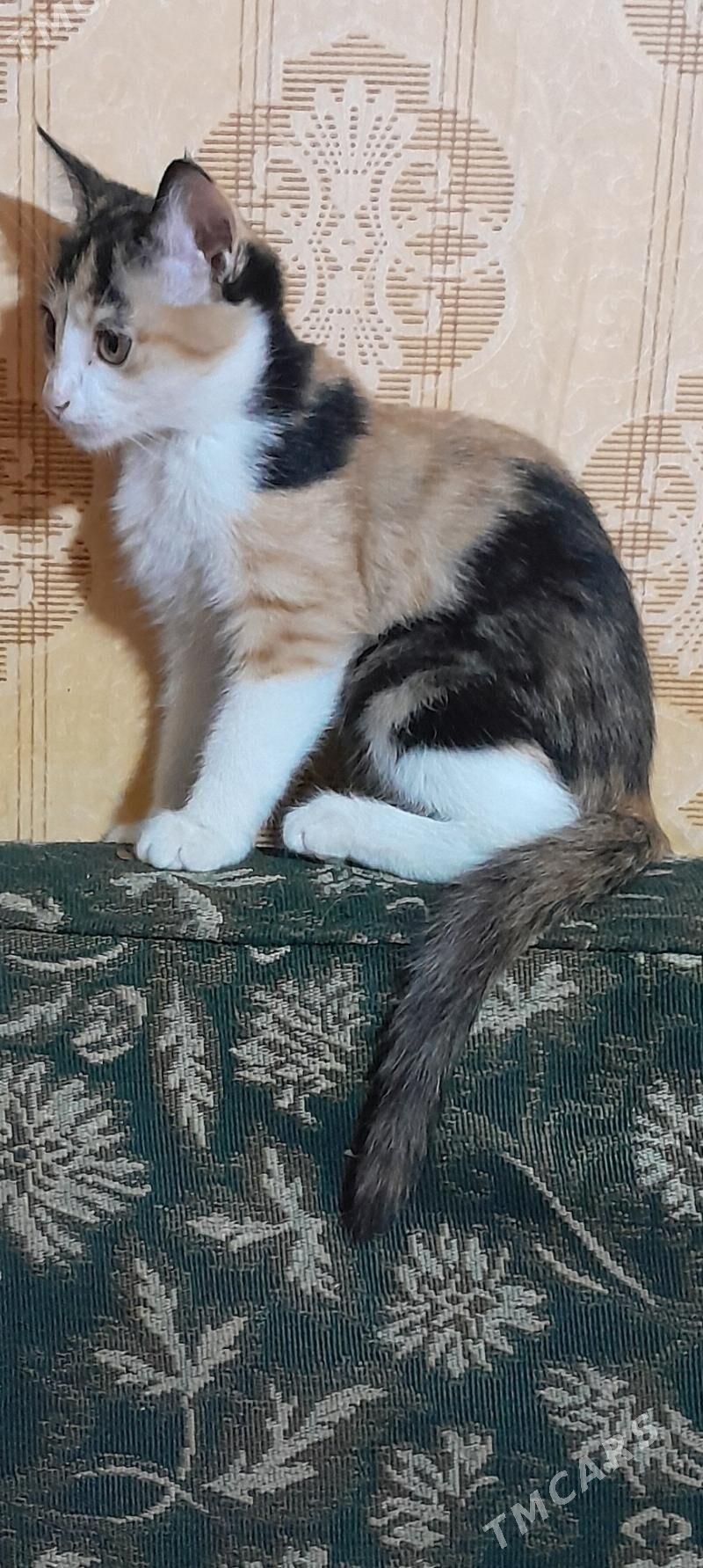 Котята. - Aşgabat - img 8