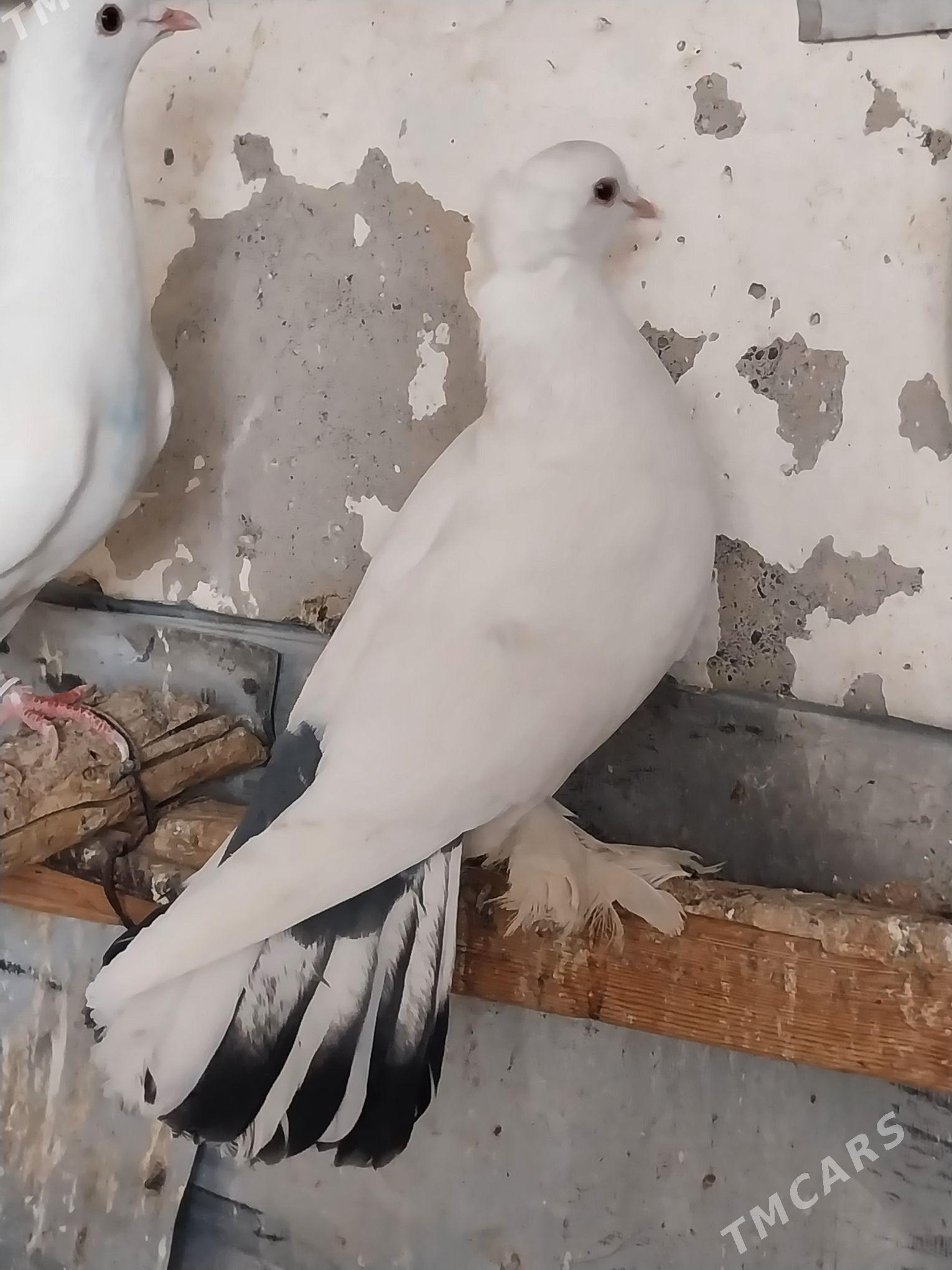 KEPDERI. - Murgap - img 5