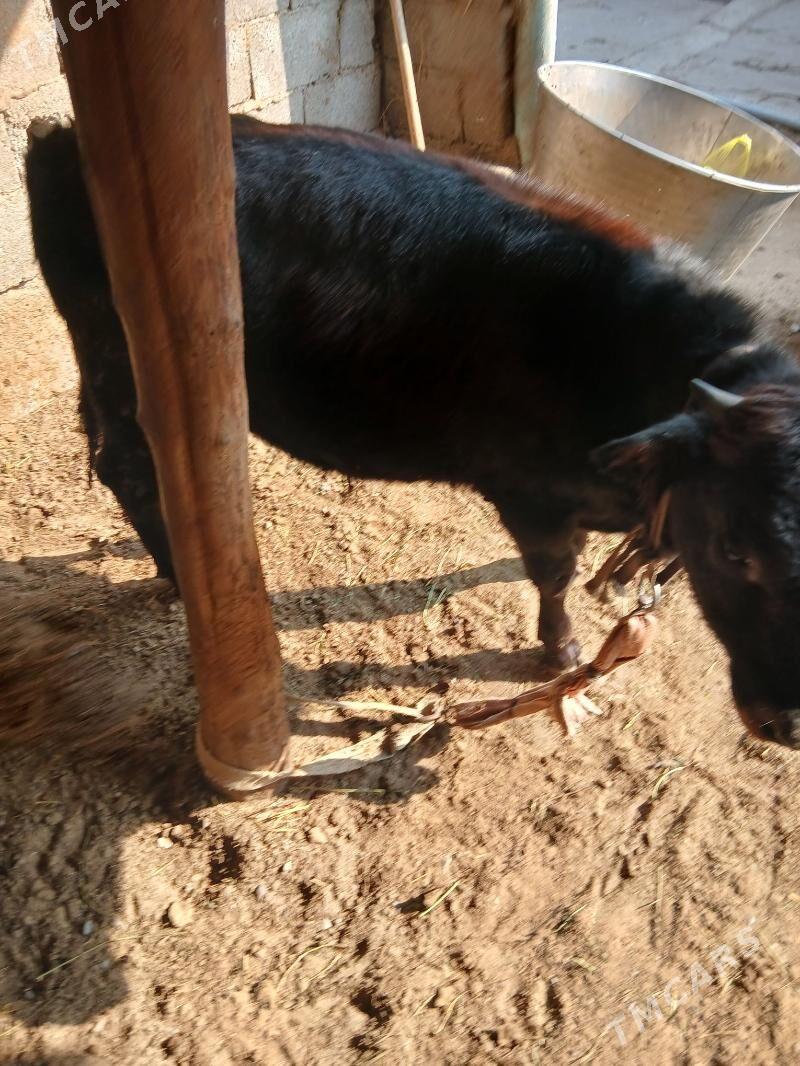 Siwes goleli sygyr - Чоганлы - img 3