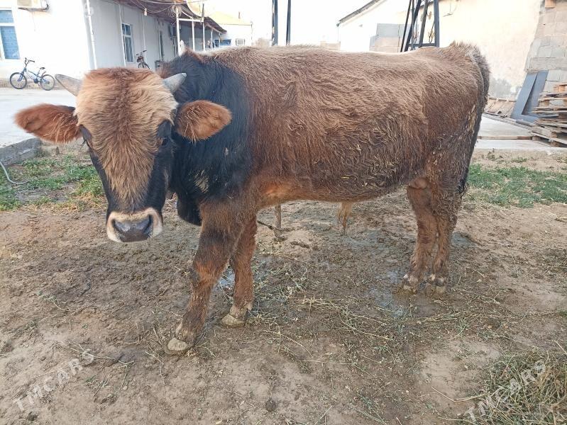 tohum ökuz - Aşgabat - img 4