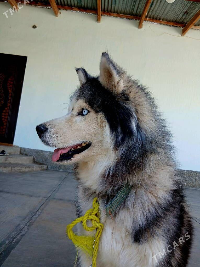 haski - Гёкдепе - img 2