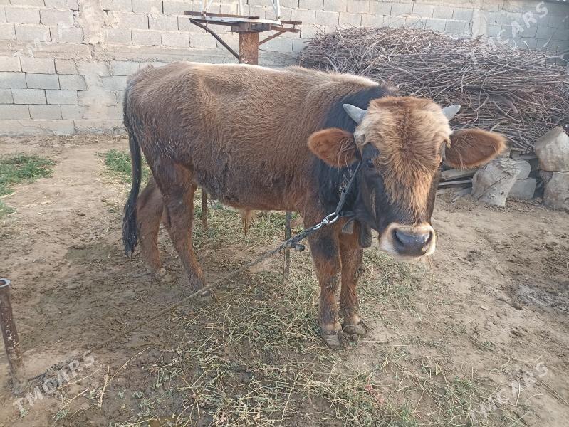 tohum ökuz - Aşgabat - img 3