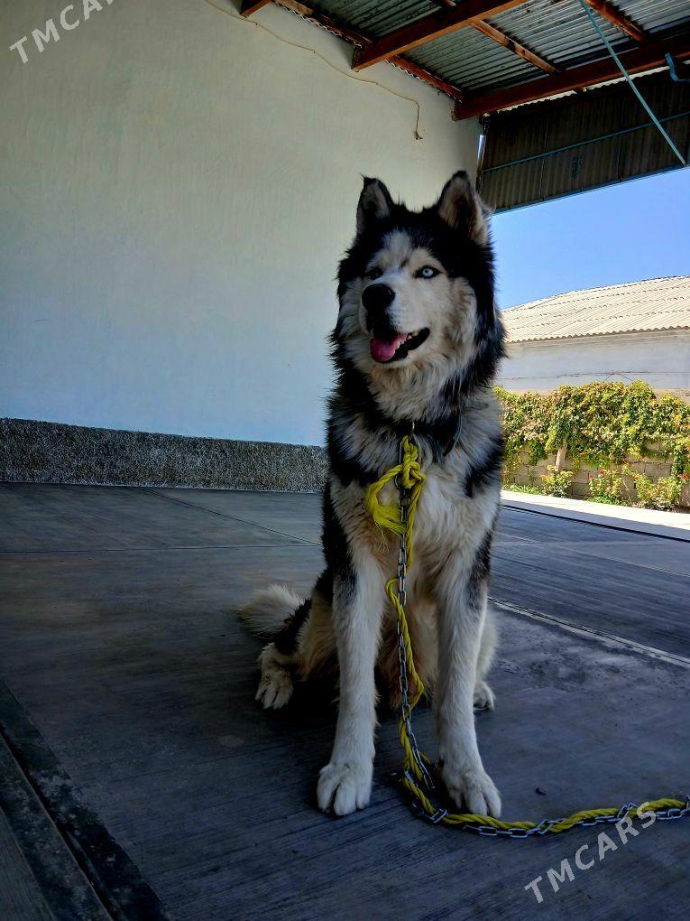 haski - Гёкдепе - img 4