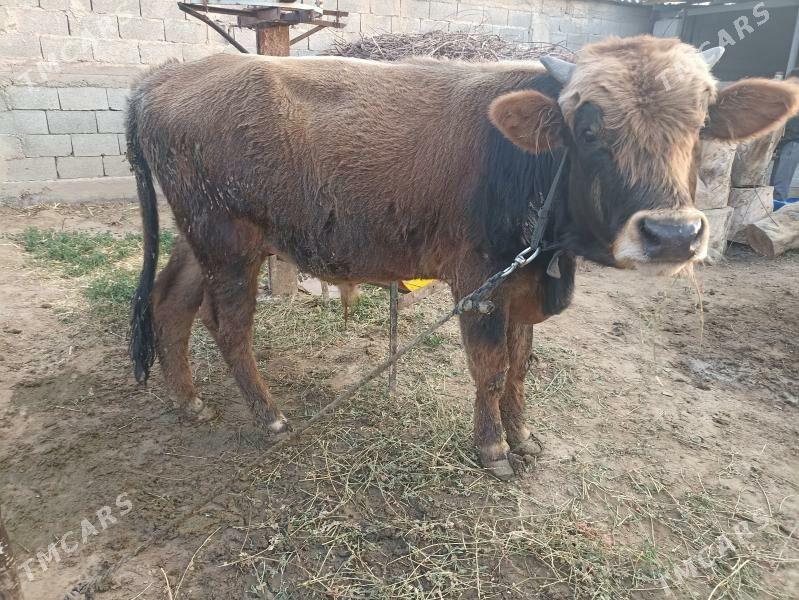 tohum ökuz - Aşgabat - img 2