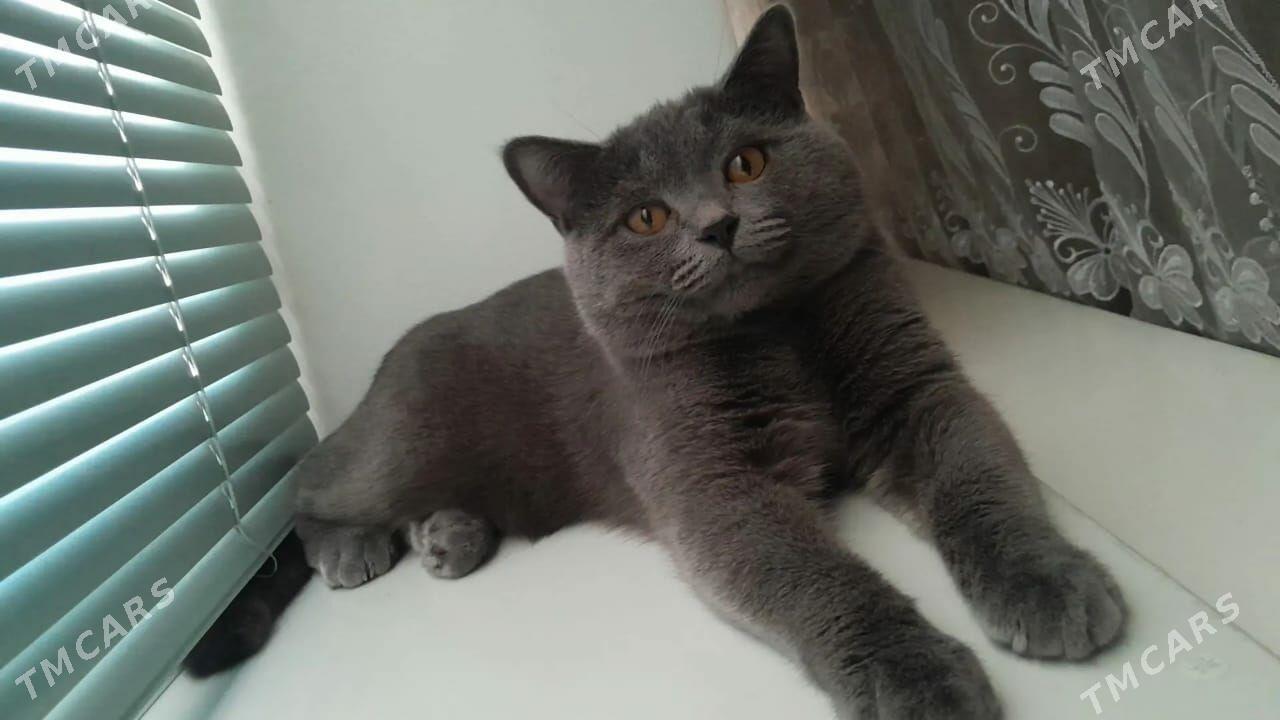  - Туркменабат - img 5