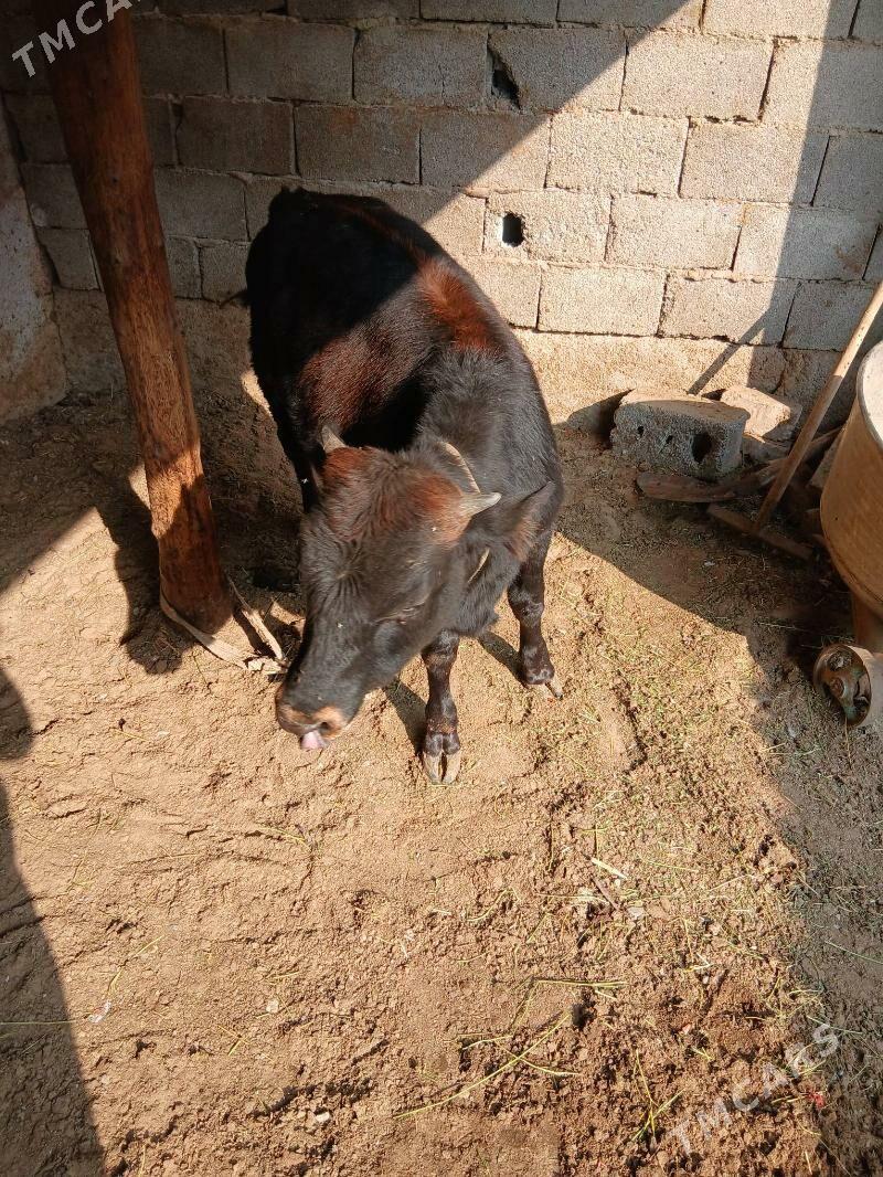 Siwes goleli sygyr - Чоганлы - img 5