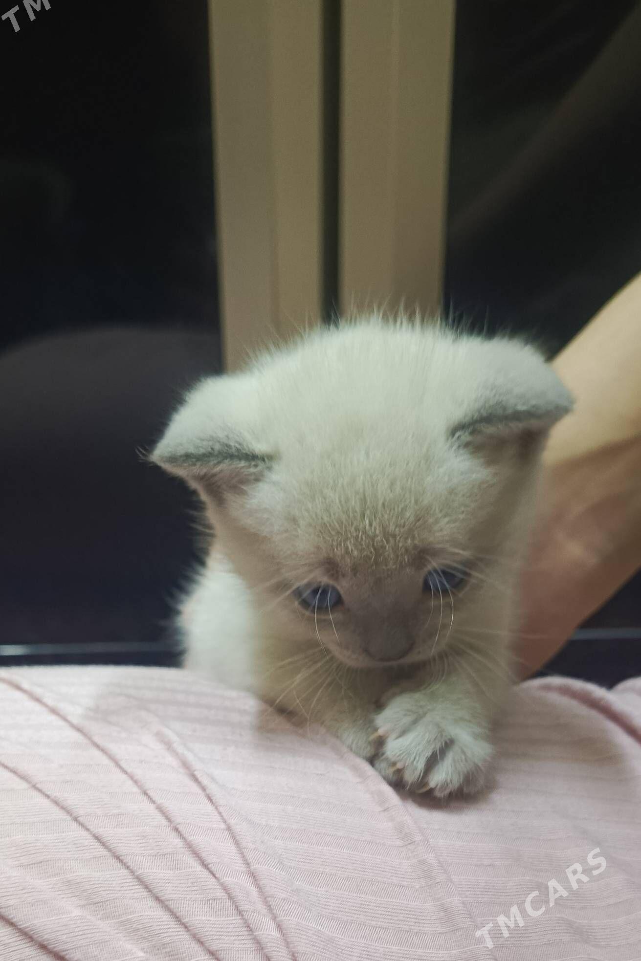  - Туркменабат - img 3