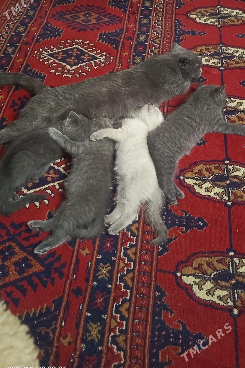 - Туркменабат - img 1