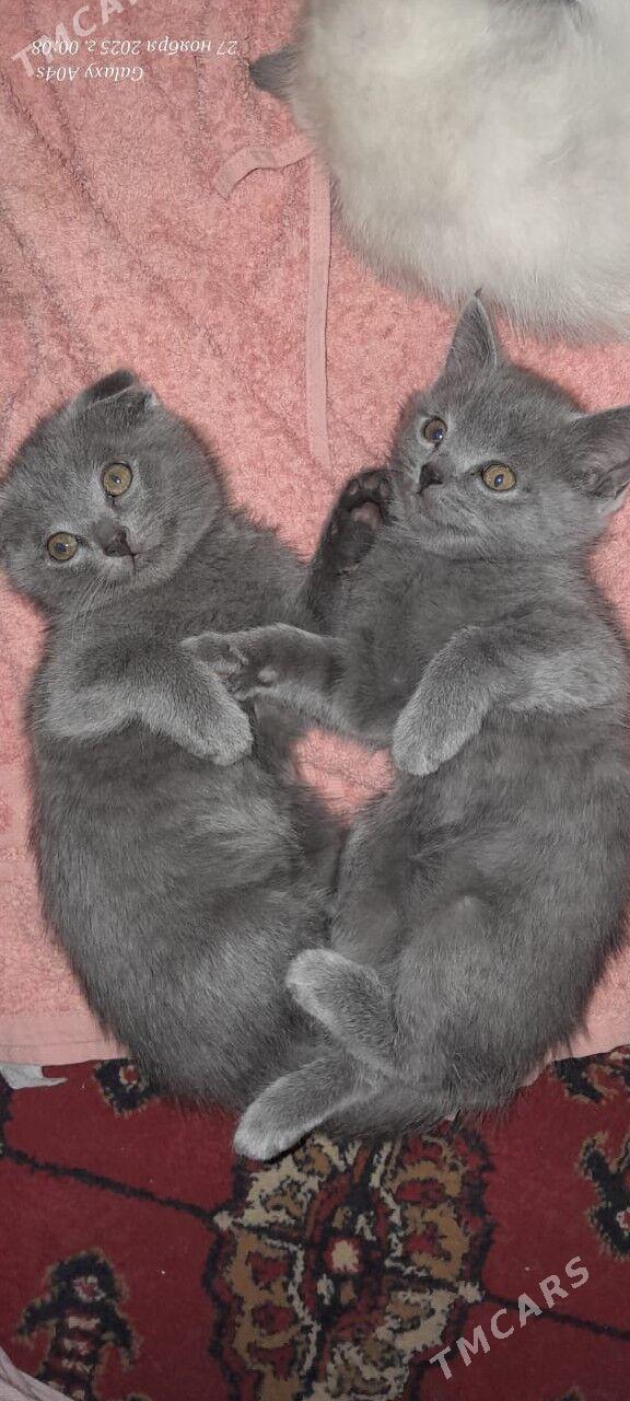  - Туркменабат - img 4