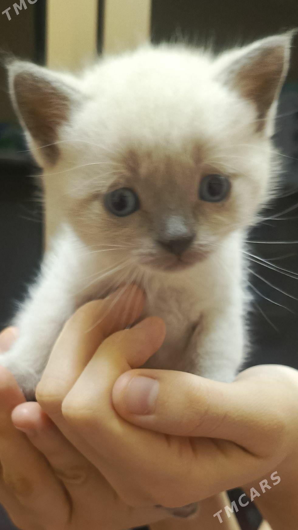  - Туркменабат - img 2