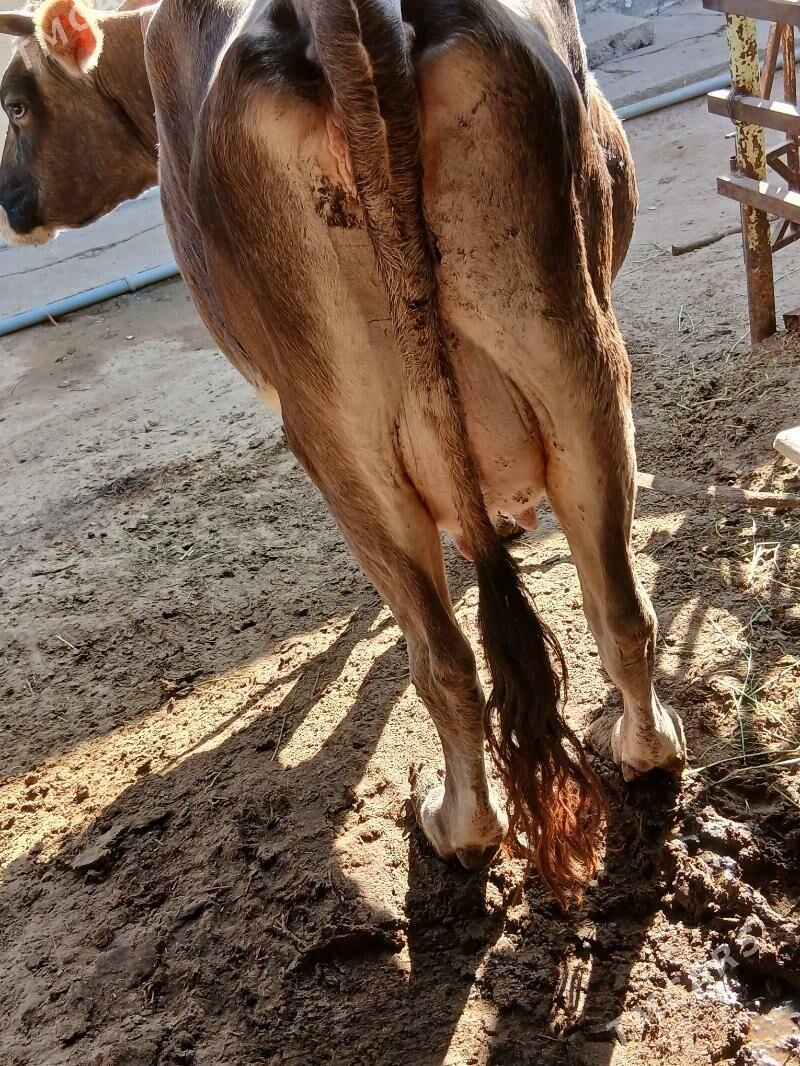 Siwes goleli sygyr - Чоганлы - img 2