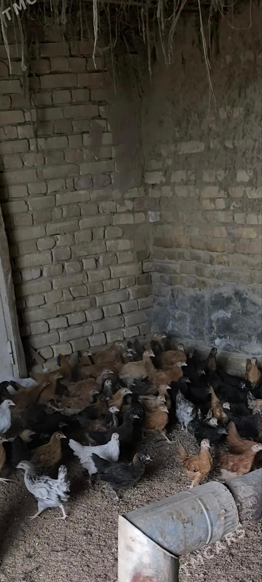 Jüýje - Мургап - img 4