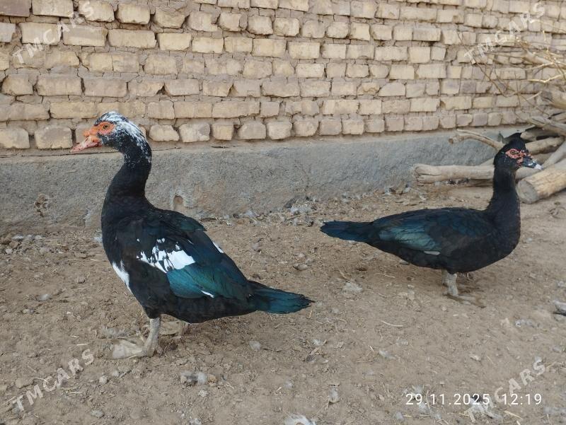 indautga - Tejen - img 2