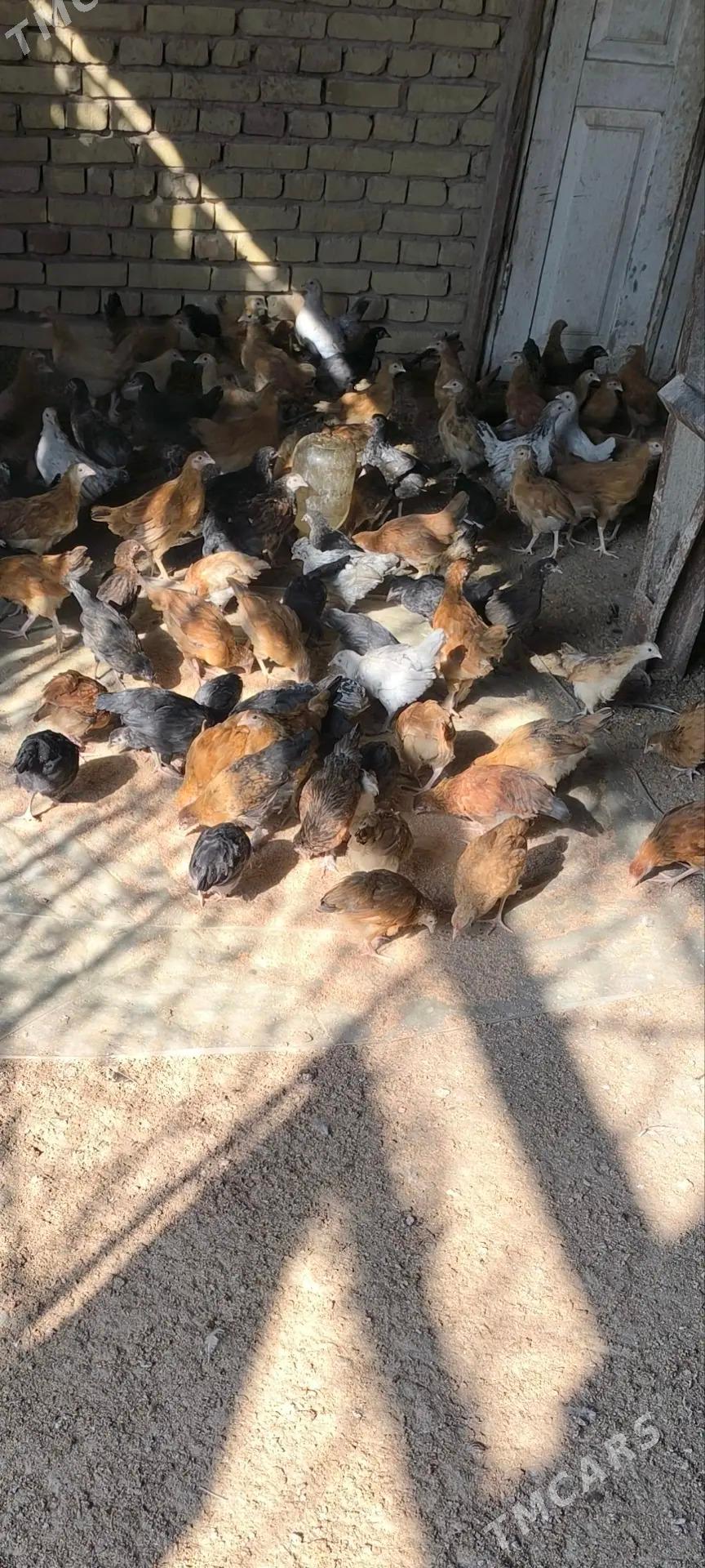 Jüýje - Мургап - img 6