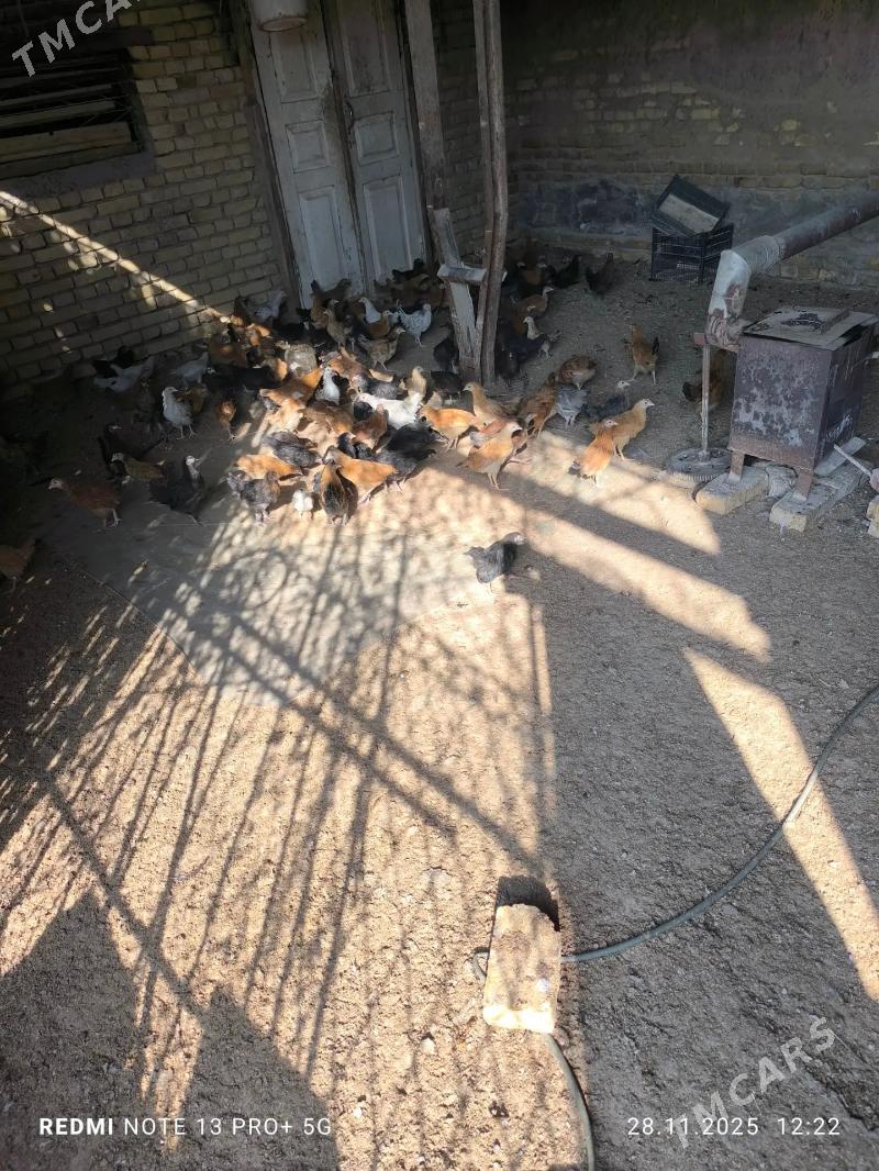 Jüýje - Мургап - img 3