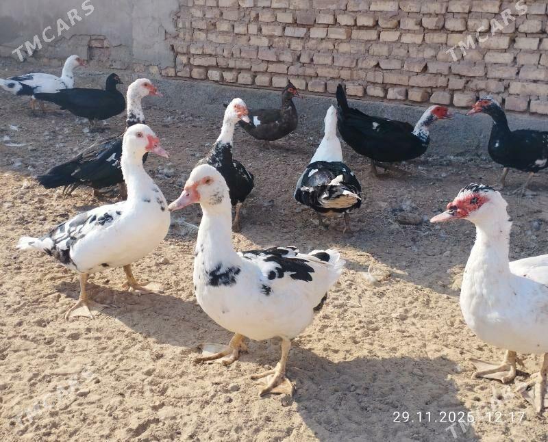 indautga - Tejen - img 4