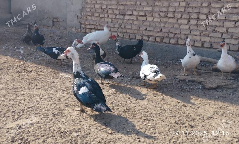 indautga - Tejen - img 3