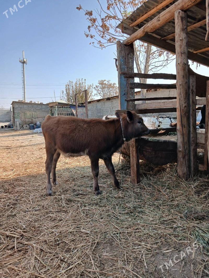 Tuwe - Гёкдепе - img 2