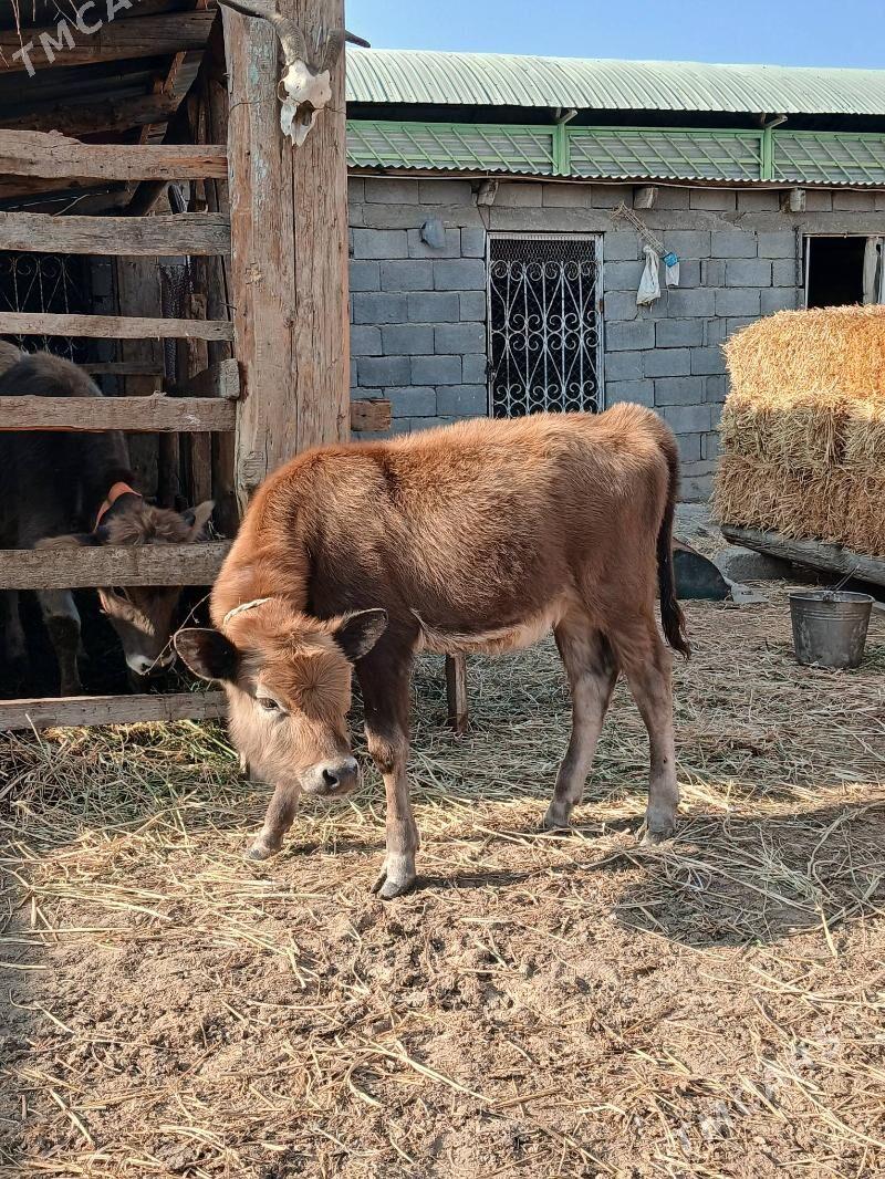 Tuwe - Гёкдепе - img 3