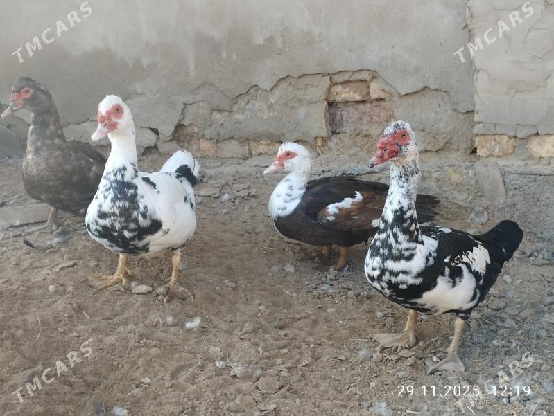 indautga - Tejen - img 1