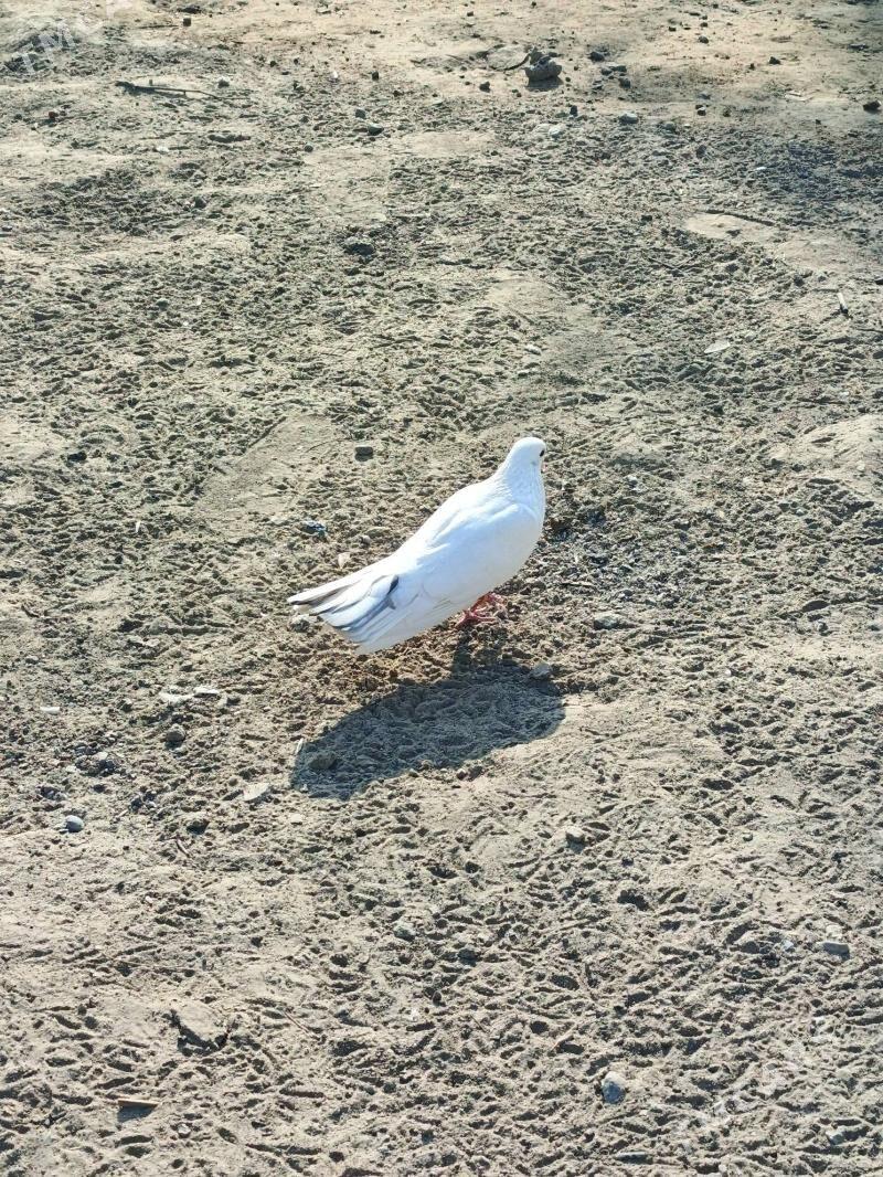 kepderi - Багир - img 4