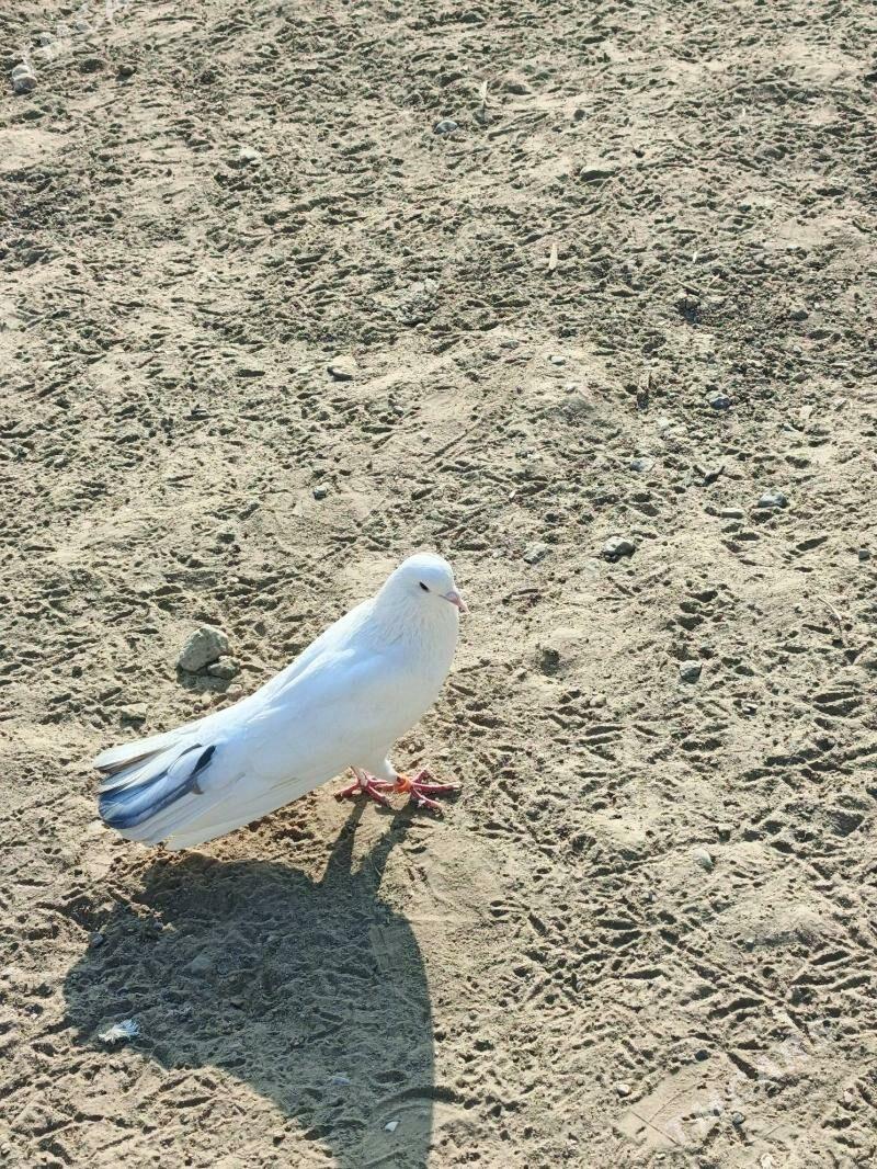 kepderi - Багир - img 2