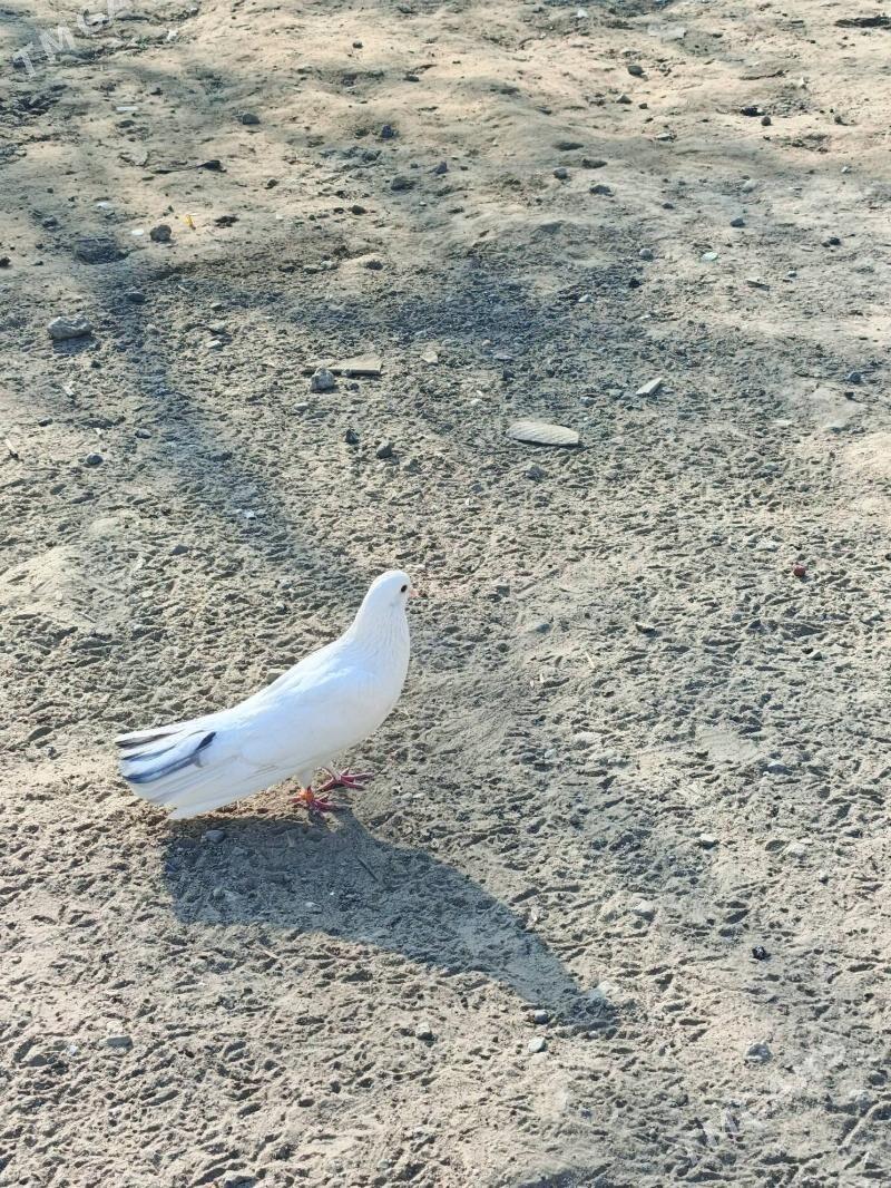 kepderi - Багир - img 3