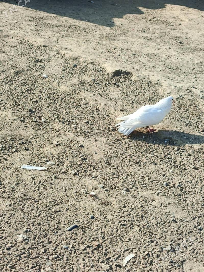 kepderi - Багир - img 5