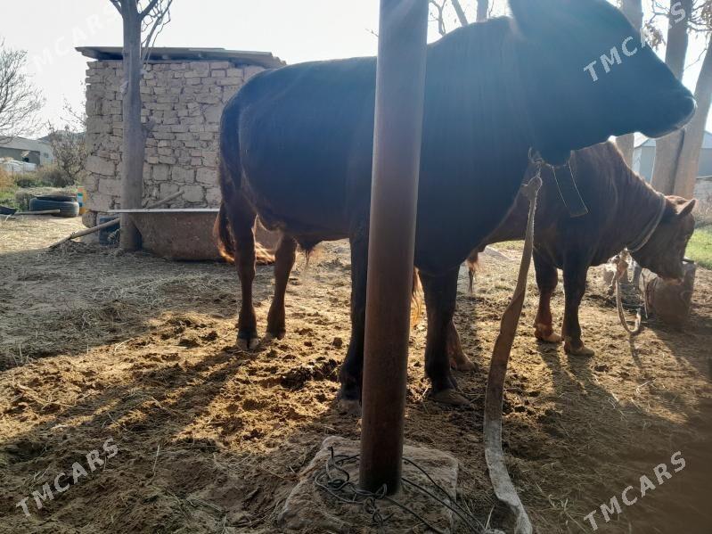 bakylan okuz - Бузмеин - img 3