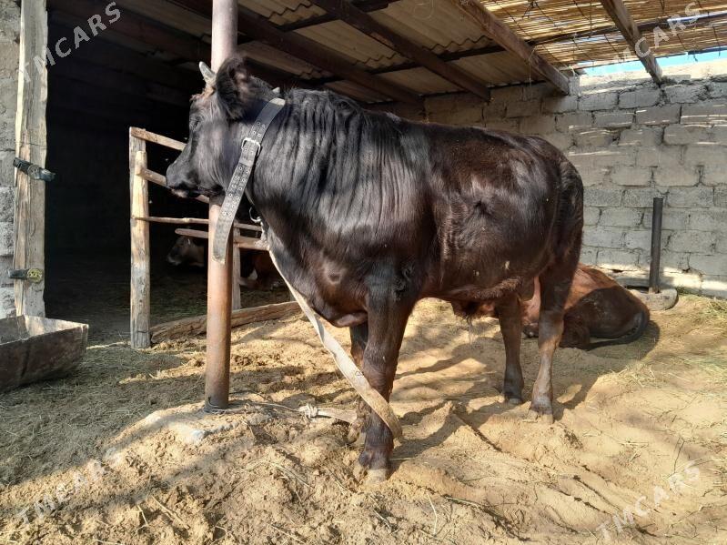 bakylan okuz - Бузмеин - img 2