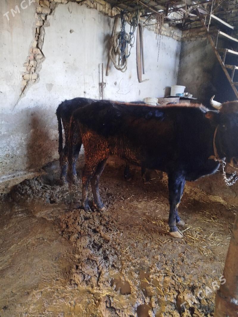 okuz unajynlar - Türkmenabat - img 4