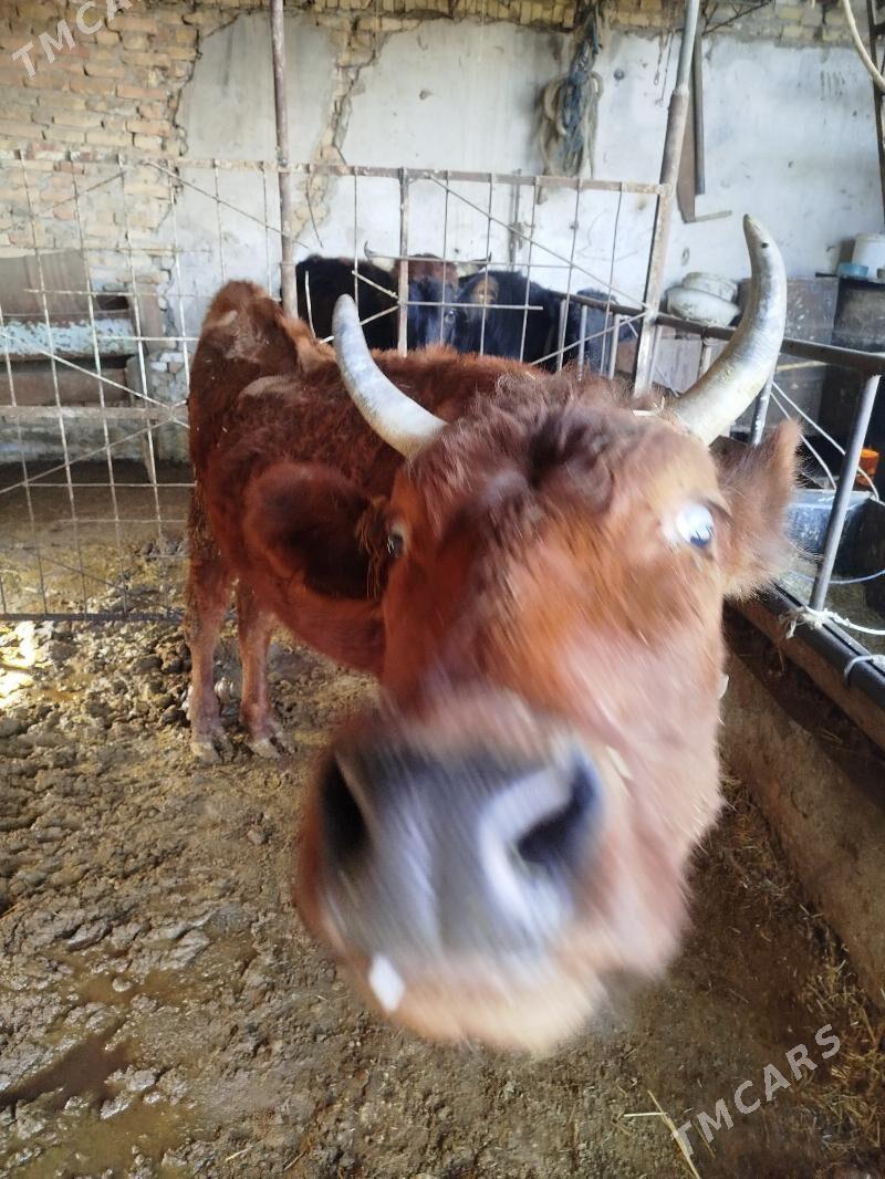 okuz unajynlar - Türkmenabat - img 6