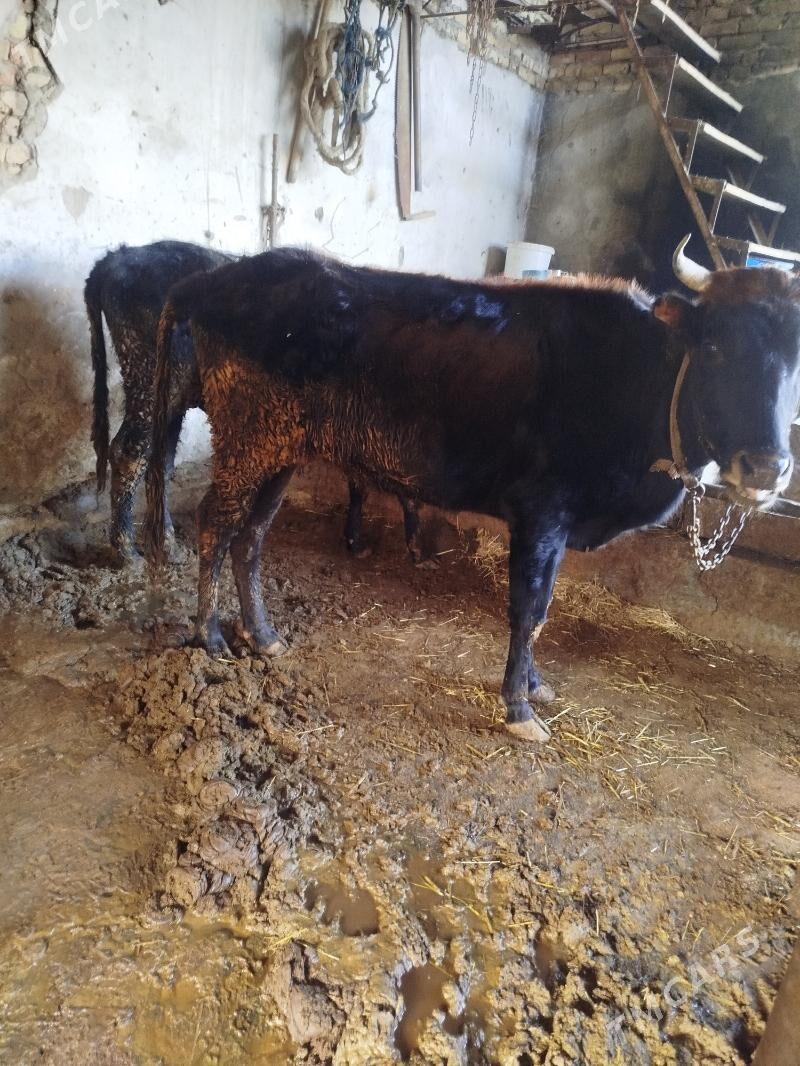 okuz unajynlar - Türkmenabat - img 3