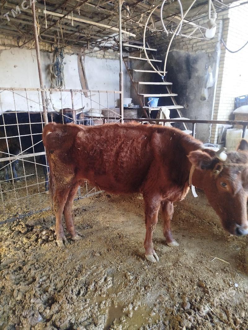 okuz unajynlar - Türkmenabat - img 5