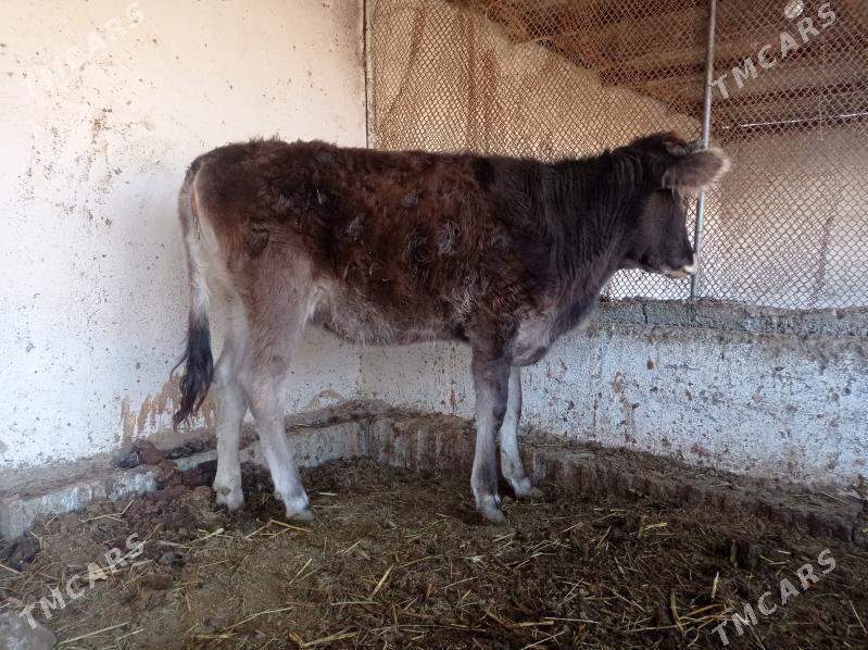 tuwe - Бахарден - img 1