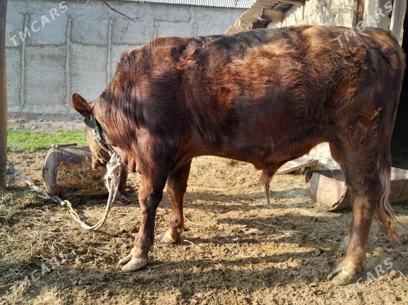 bakylan okuz - Бузмеин - img 2