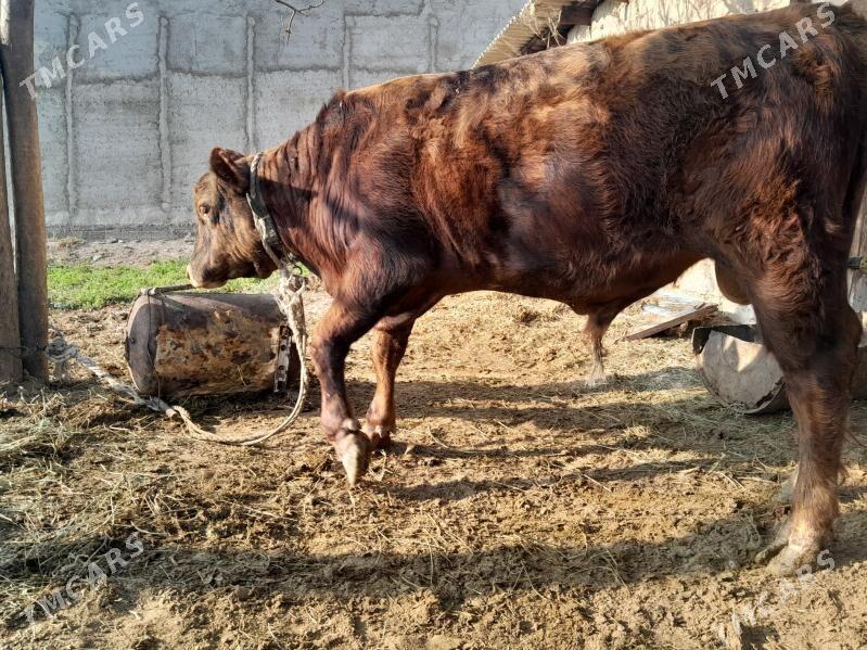 bakylan okuz - Бузмеин - img 3