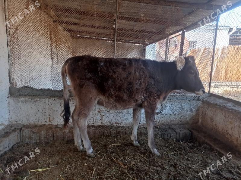 tuwe - Бахарден - img 2