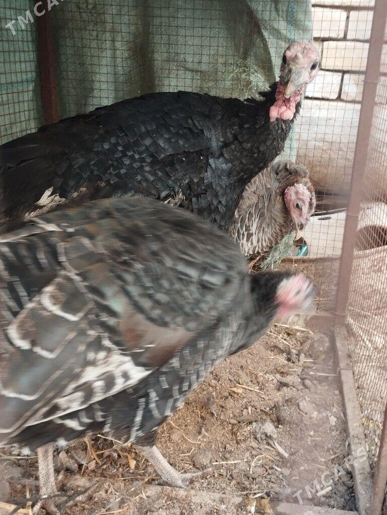 induk yagdaylary gaty gowy - Мары - img 2