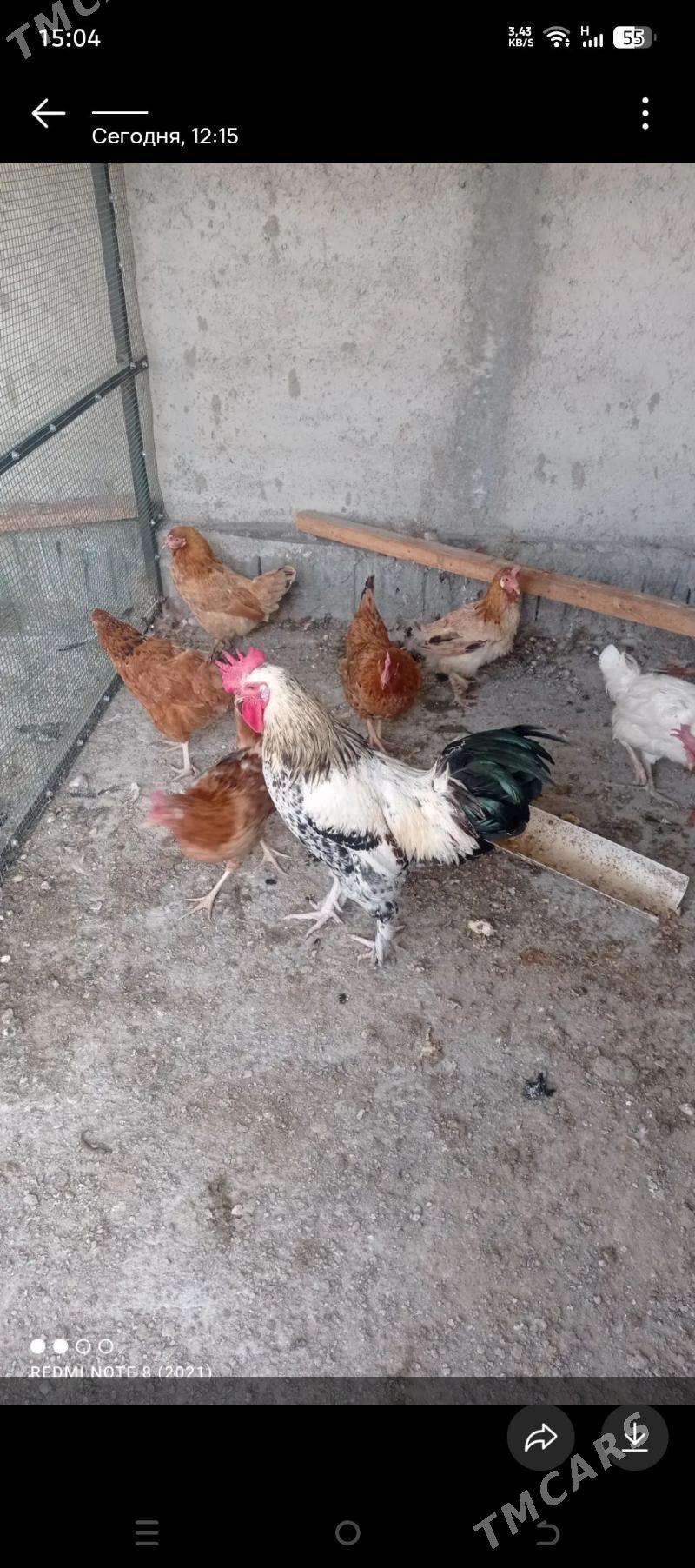 towuk - Aşgabat - img 2