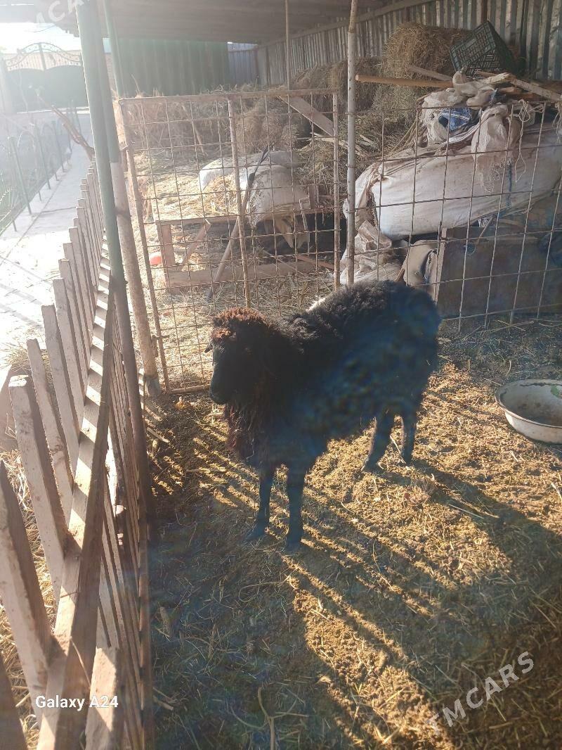 goyun tokly - Mary - img 3