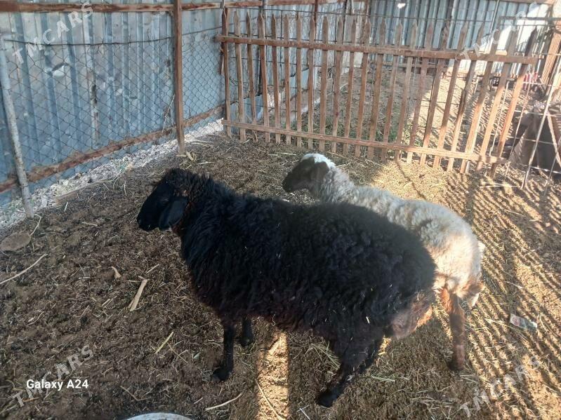 goyun tokly - Mary - img 2