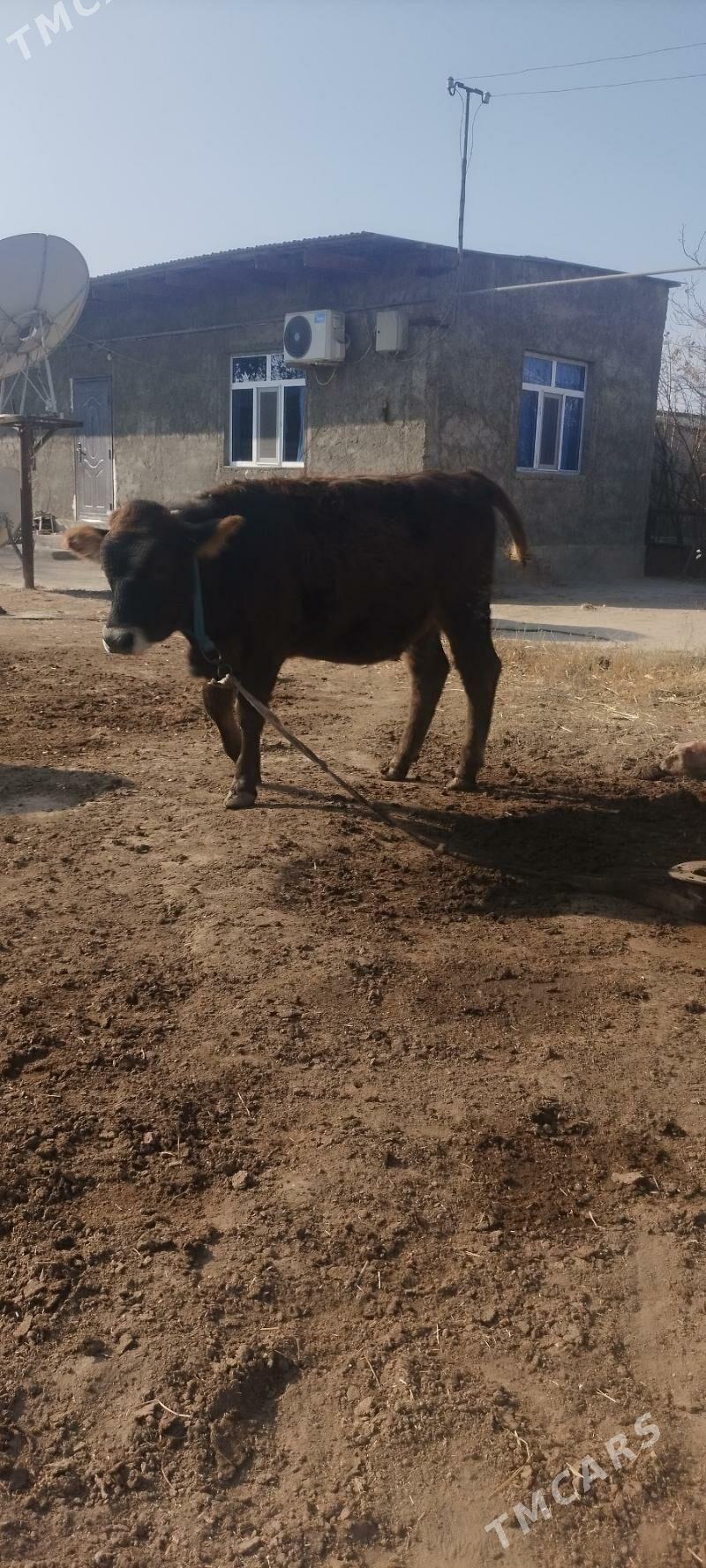 Tuwe - Кëши - img 9