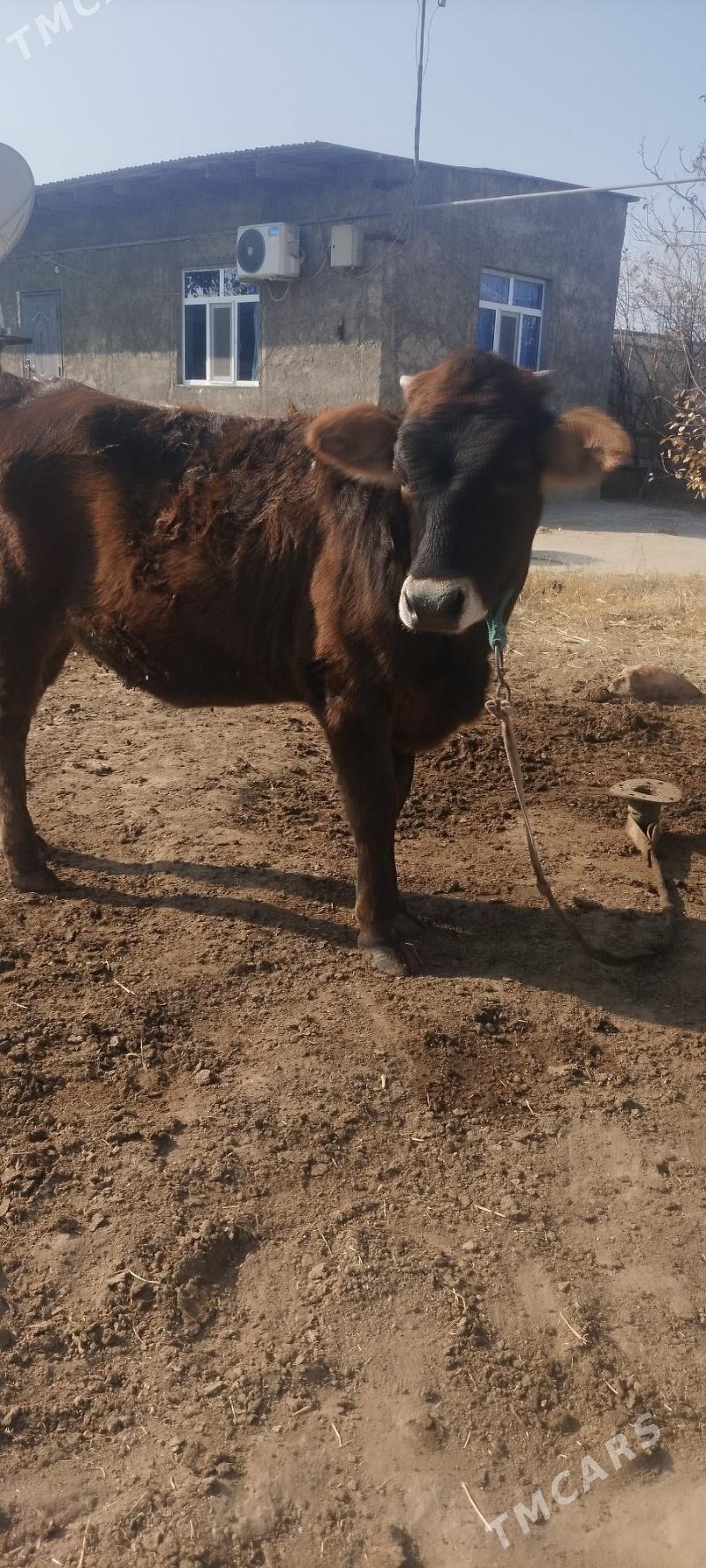 Tuwe - Кëши - img 2