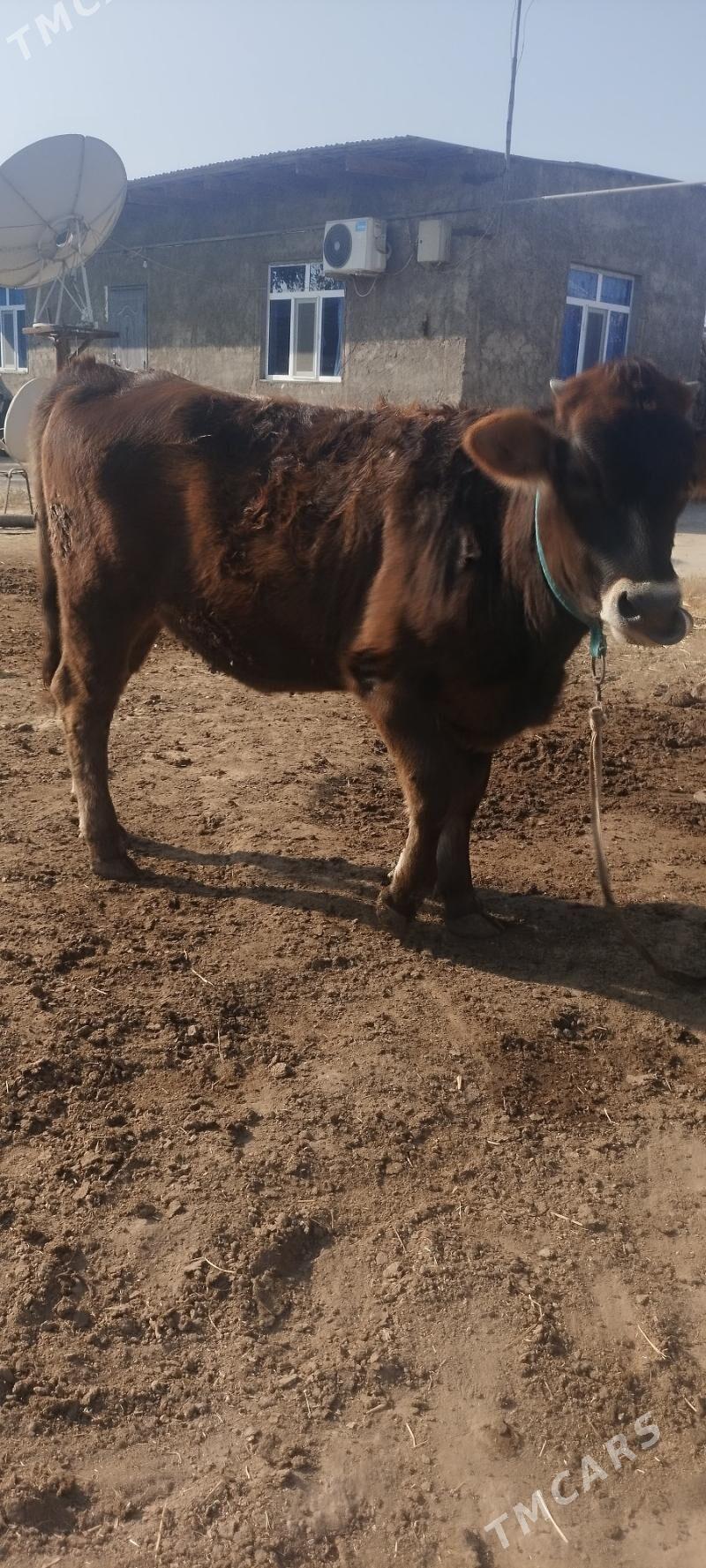 Tuwe - Кëши - img 3