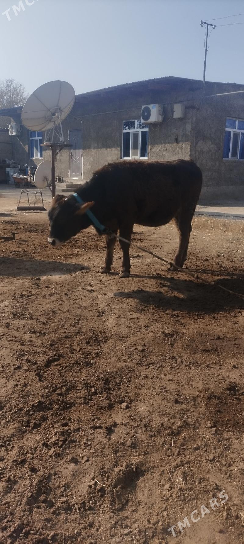 Tuwe - Кëши - img 8