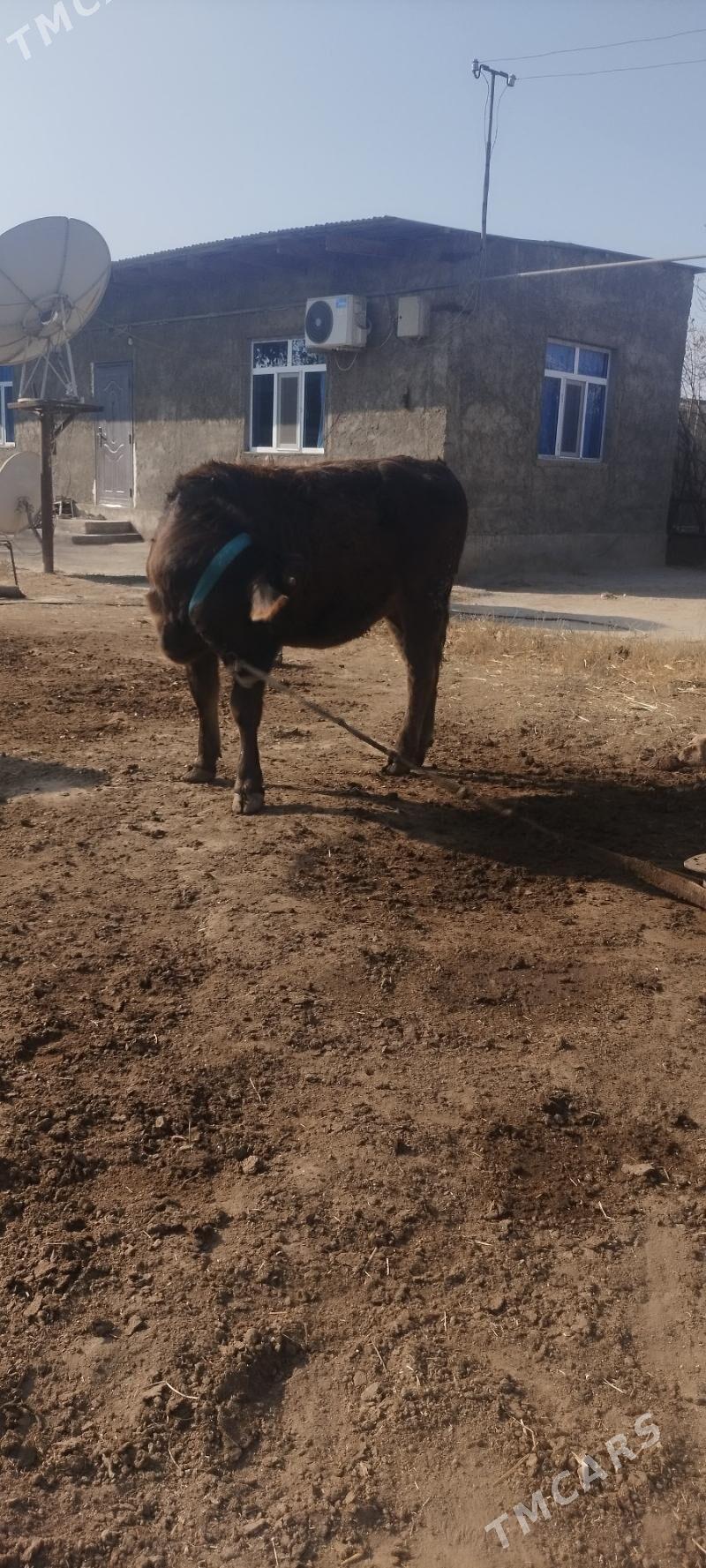 Tuwe - Кëши - img 7