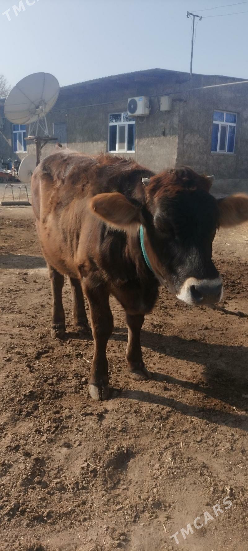 Tuwe - Кëши - img 6