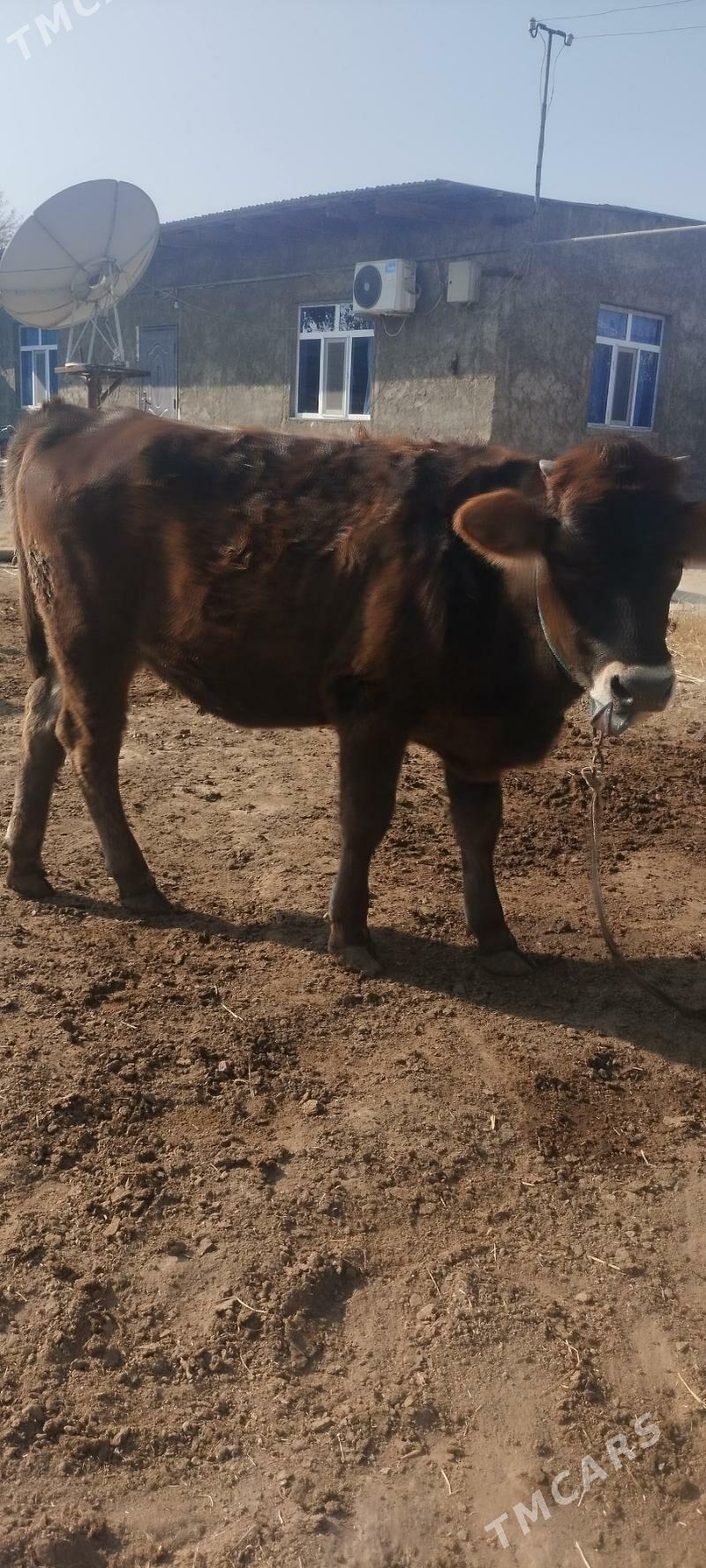 Tuwe - Кëши - img 4